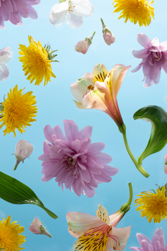 Cinerario - Nuestra Señora de America